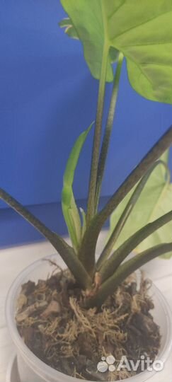 Алоказия Коразон