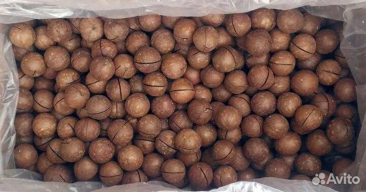 Макадамия орех в скорлупе свежий урожай опт