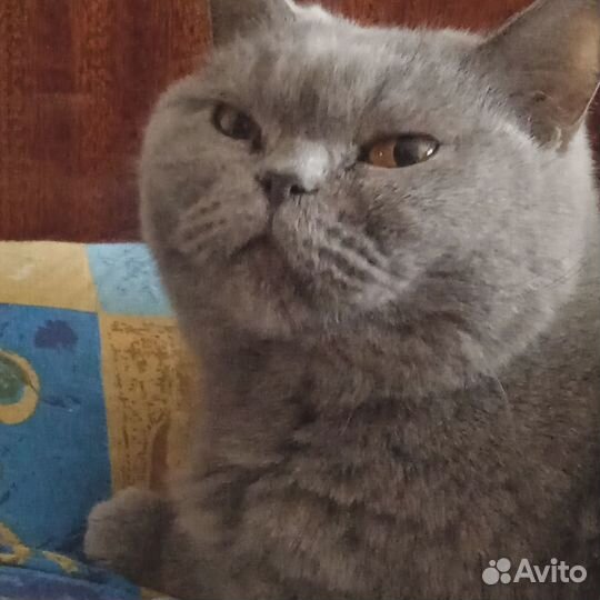 Кошечка британка ищет дом