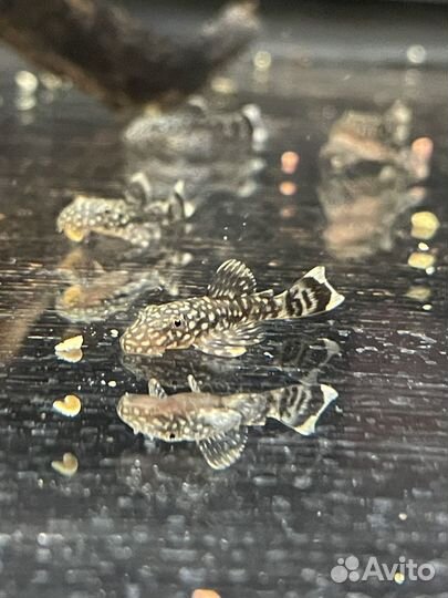 Сомики анциструсы