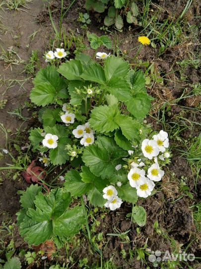 Рассада клубники Хоней