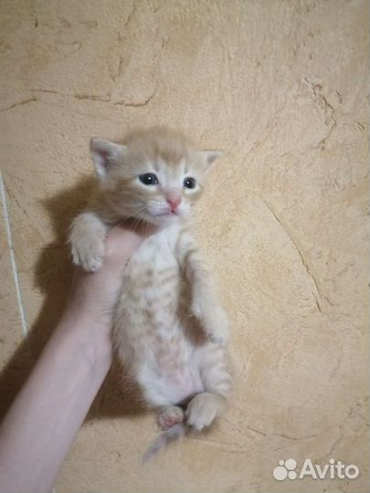 Шикарные котята