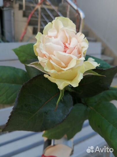 Цветы розы с доставкой