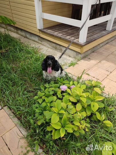 Выгуливать собак