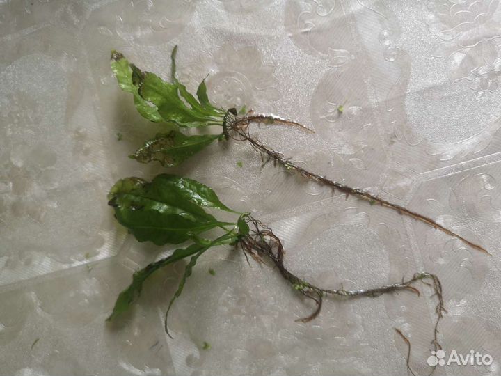 Гуппи мальки, неоны, креветки, растения