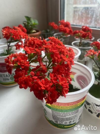 Черенки каланхоэ