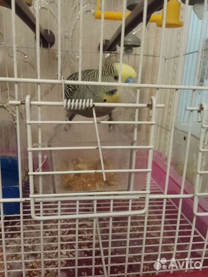 Клетка для попугая