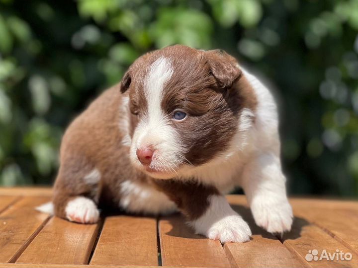 Бордер колли. Девочка для семьи