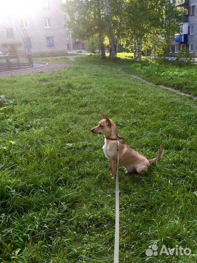 Потерялась собака