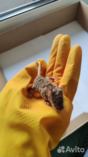 Декоративные мыши тексели