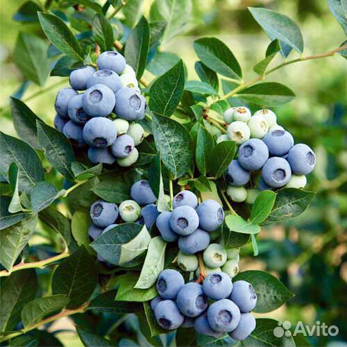 Голубика с закрытой корневой
