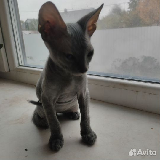 Донской сфинкс котята