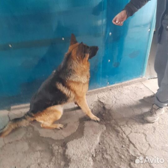 Немецкая овчарка вязка