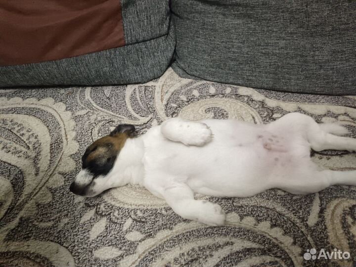 Джек рассел терьер