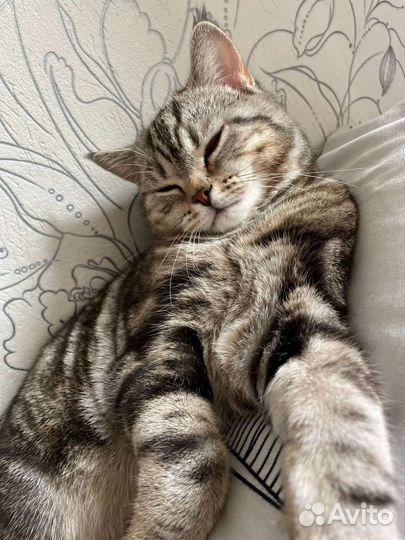 Британская