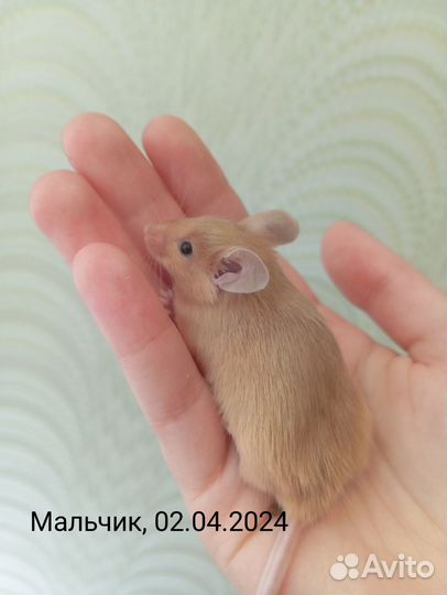 Декоративные мыши