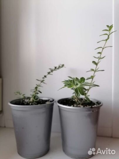 Нашия инангуенсис