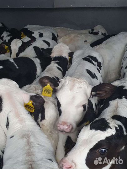 Бычки телята