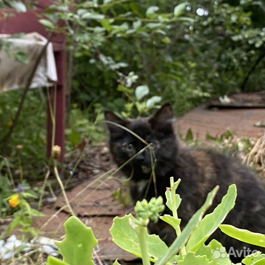 Котенок девочка 3 месяца
