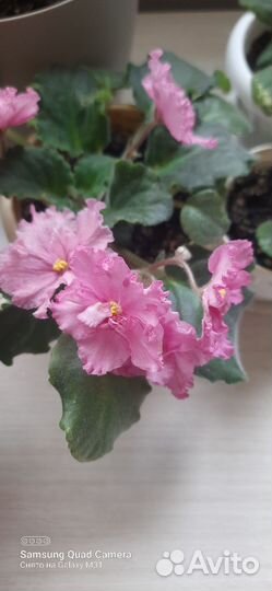 Фиалка в горшках