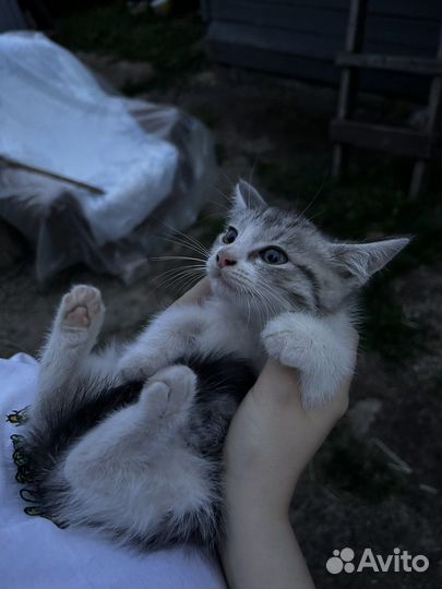 2 котенка