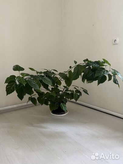 Гибискус китайская роза