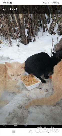 Погибают от холода в заброшенном доме. Нужен дом