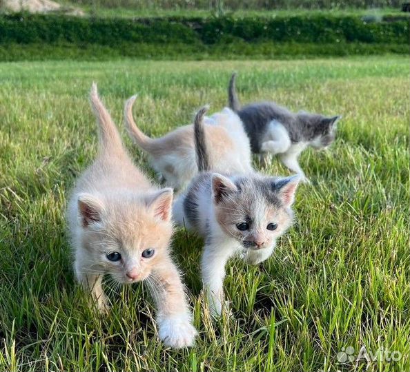 Милые котята