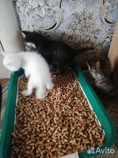 Британские котята