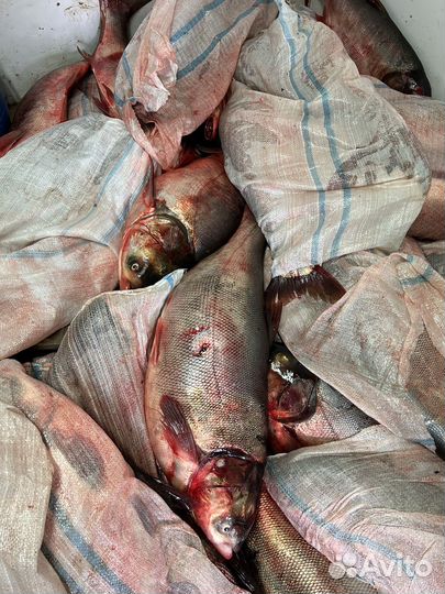 Свежая рыба оптом