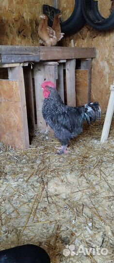 Молодой петух