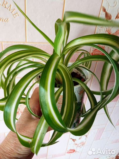 Хлорофитум кудрявый