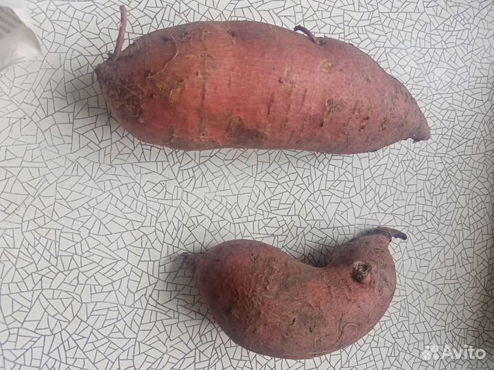 Рассада батата