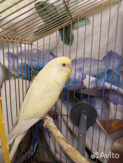 Волнистый попугай