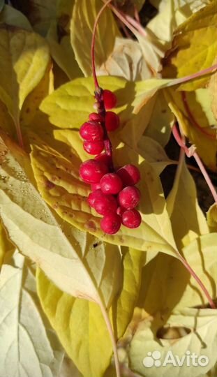 Саженцы китайского лимонника