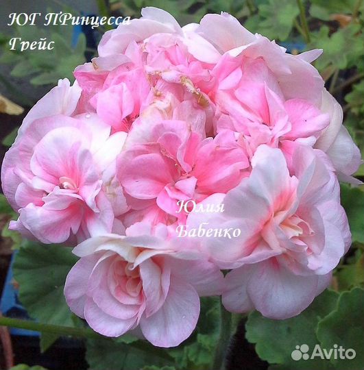 Пеларгонии (герани) тюльпановидные, розебудные