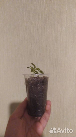 Перец балконный острый