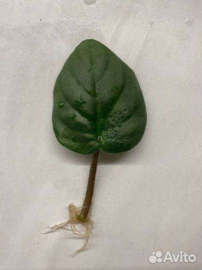 Цветочки. Сансевиерия,Фиалки,Бальзамин