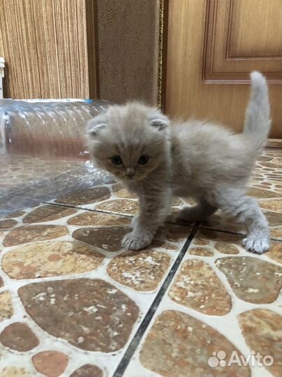 Шотландский вислоухий котенок