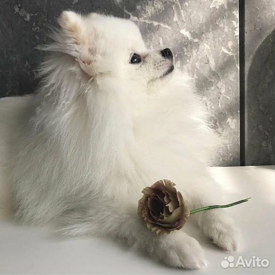 Померанский шпиц