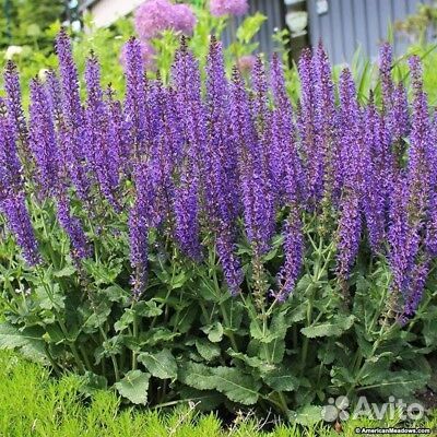 Многолетние садовые растения