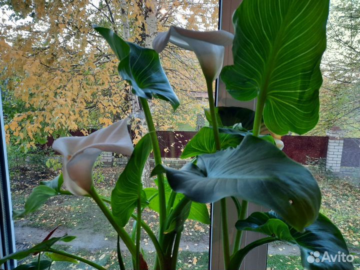 Калла эфиопская