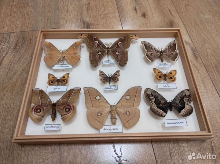 Коллекция ночных бабочек сатурний
