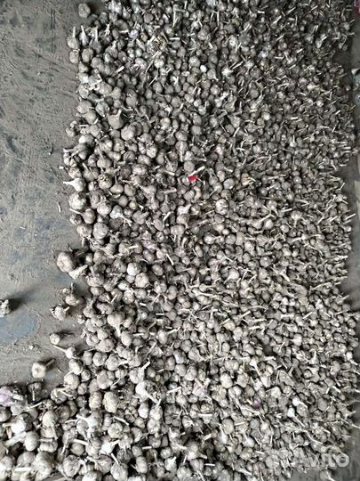 Озимый чеснок