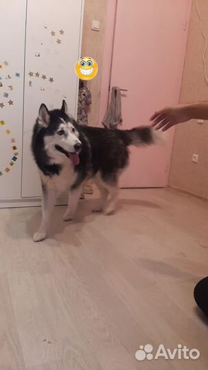 Передержка животных