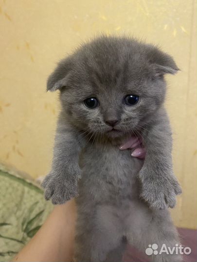 Британские котята