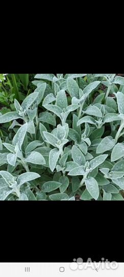 Стахис/заячьи ушки