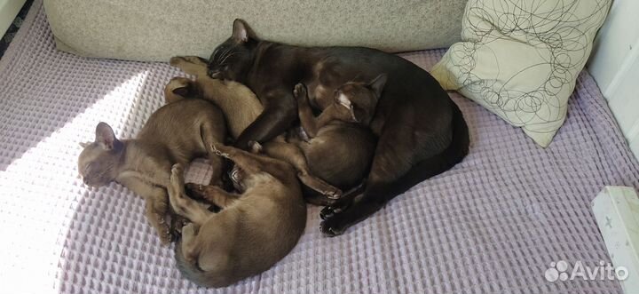 Бурманские котята