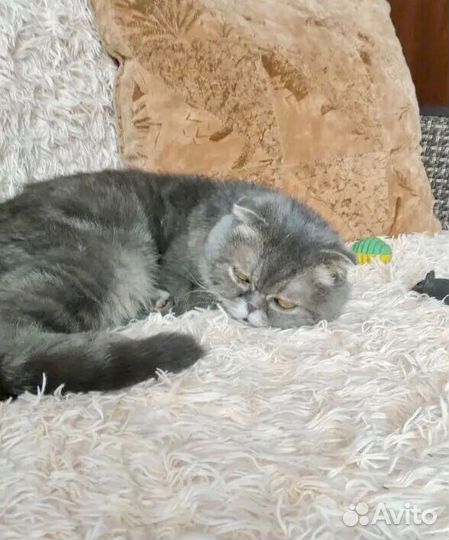 Кошечка Лизонька ищет свой дом