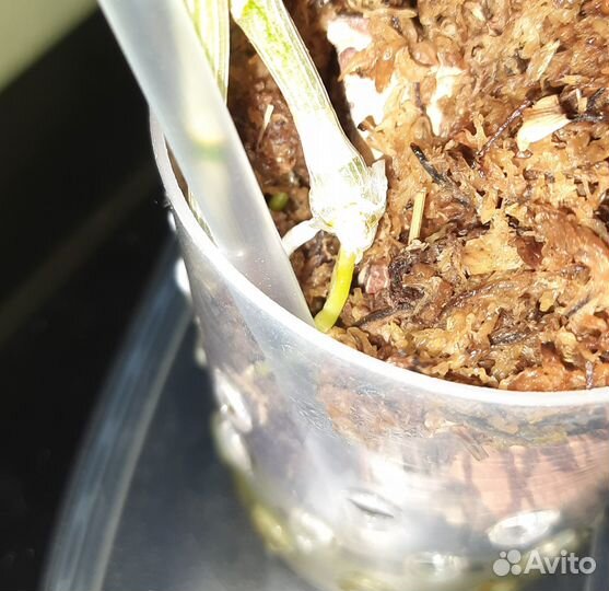 Орхидея дендробиум